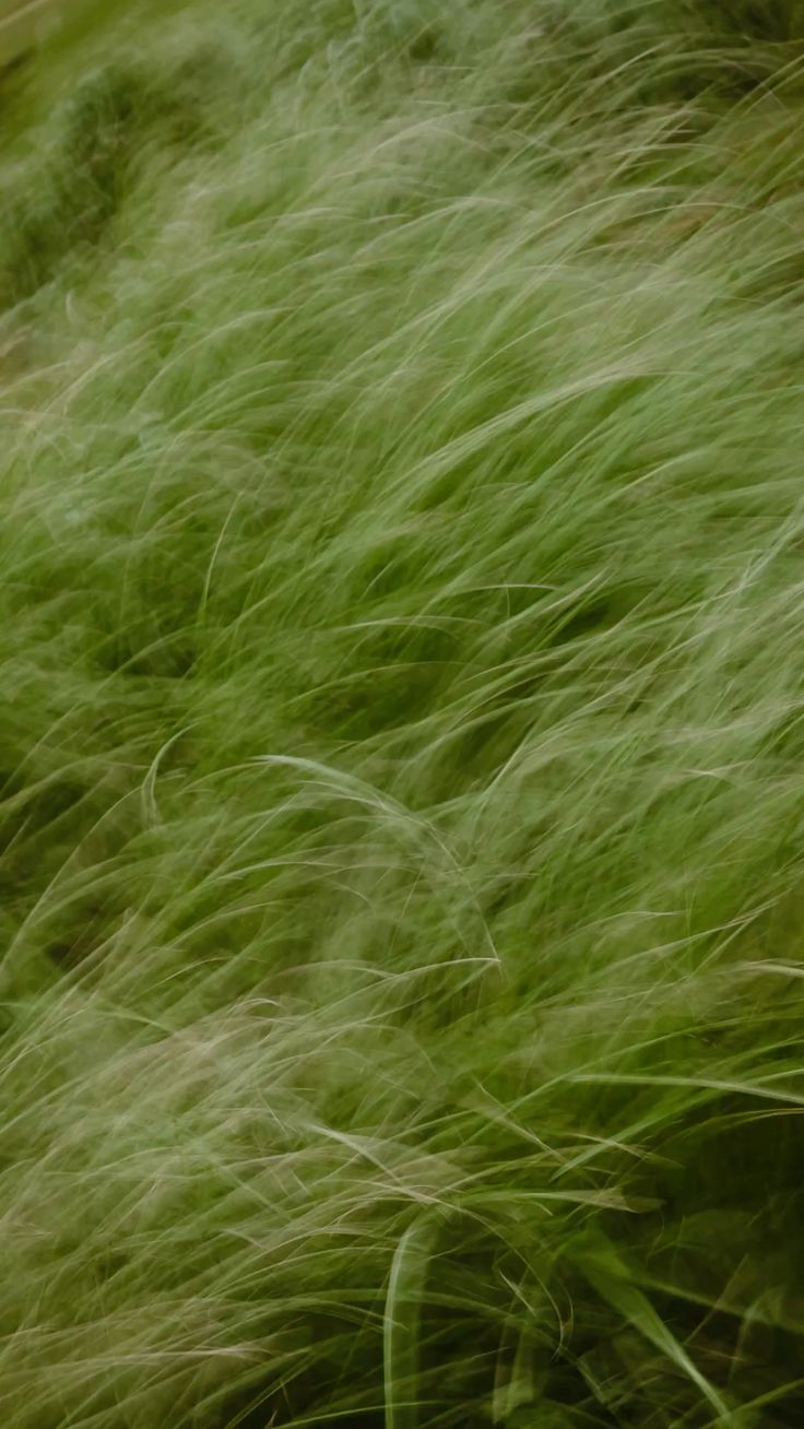 Wind through long grass