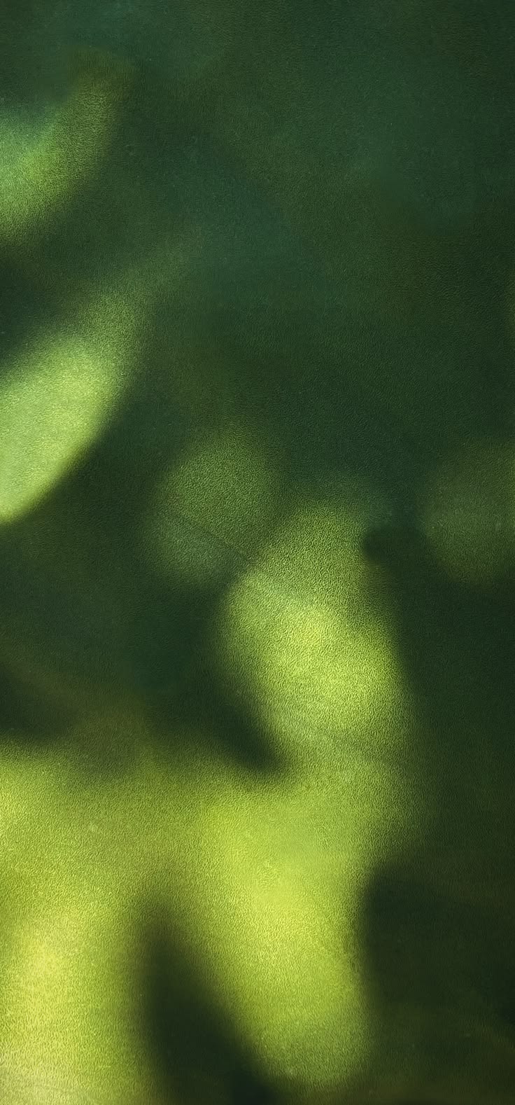 Leaf shadows in soft lime light on green